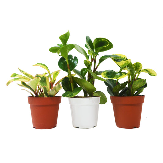 Peperomia Plants Variety 3 Pack in 4" Pots - Baby Rubber Plants