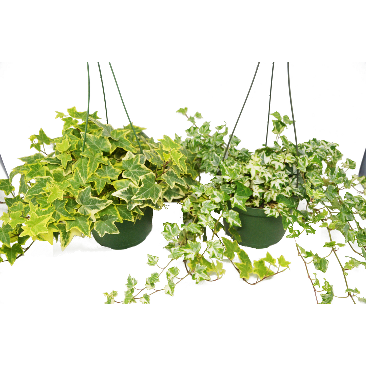 English Ivy Variety 2 Pack - FREE Care Guide - 6" Hanging Pot