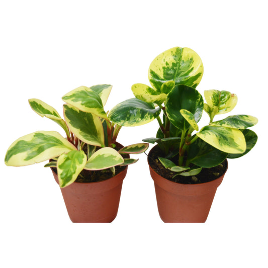 Peperomia Plants Variety 2 Pack in 4" Pots - Baby Rubber Plants