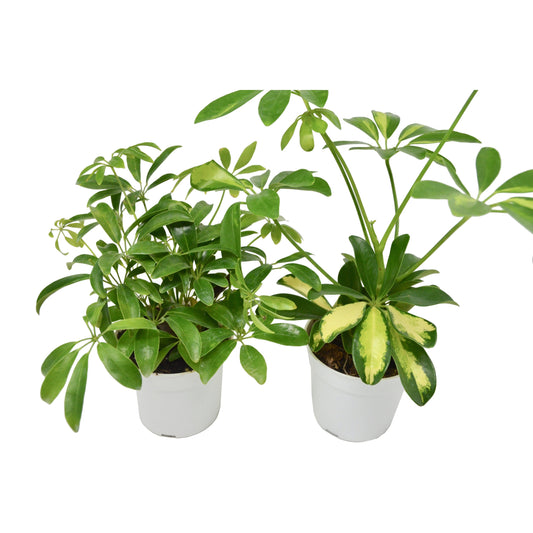 Schefflera Plants Variety 2 Pack- Live House Plant - FREE Care Guide