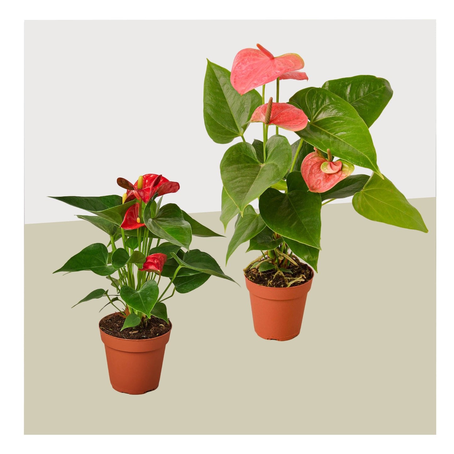 Anthurium Variety 2 Pack- All Different Colors - 4" Pots