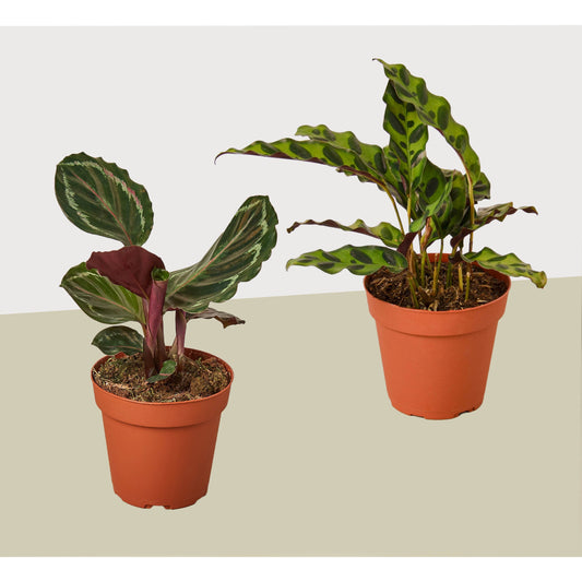 Calathea Plant Variety 2 Pack - 4" Pots