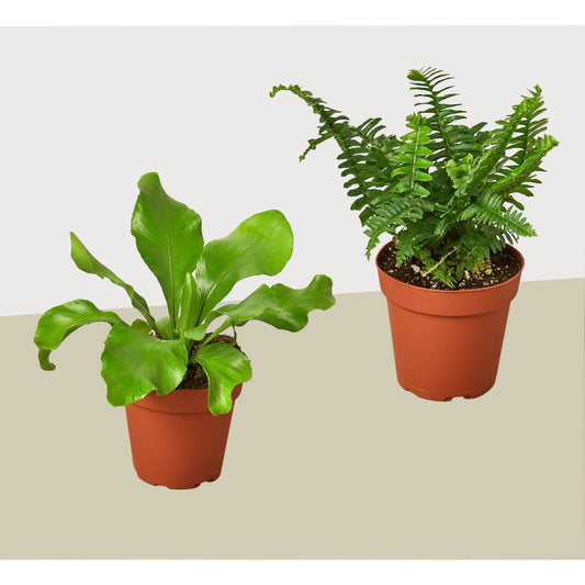Fern Variety 2 Pack - Live Plants - FREE Care Guide - 4" Pot - House Plant