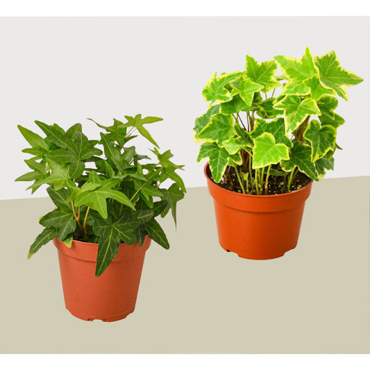 English Ivy Variety 2 Pack - Live House Plant - FREE Care Guide - 4" Pot