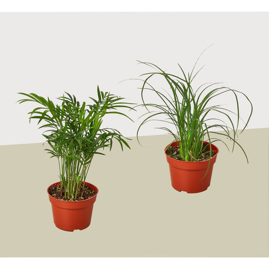 Palm Variety 2 Pack / 4" Pots