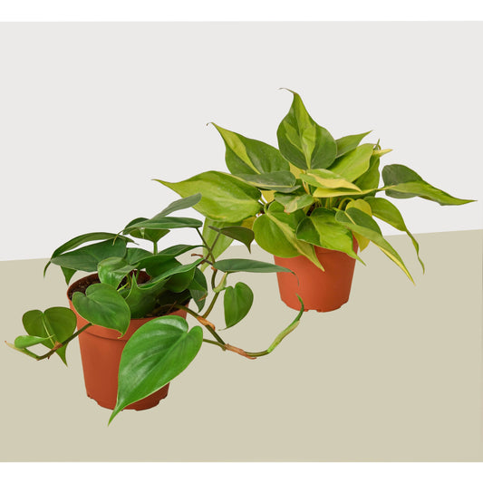 Philodendron Variety 2 Pack - 4" Pot