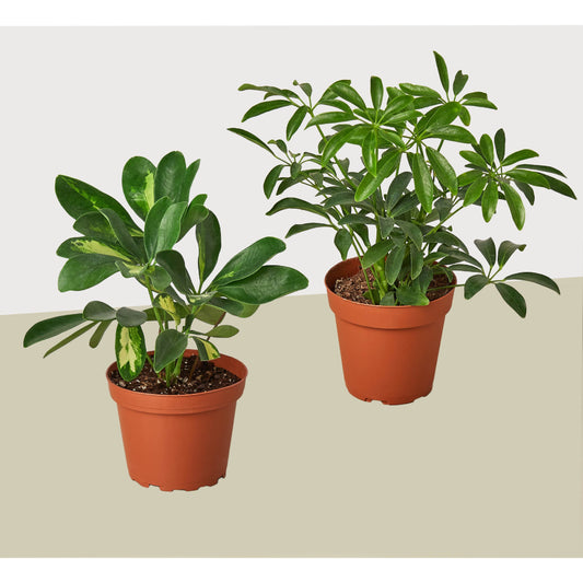 Schefflera Plants Variety 2 Pack- Live House Plant - FREE Care Guide