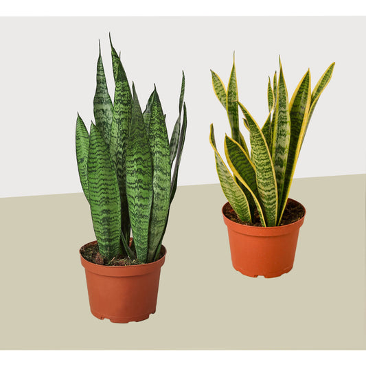 Snake (Sansevieria) Plant Variety 2 Pack / 6" Pot / 12" - 18" Tall