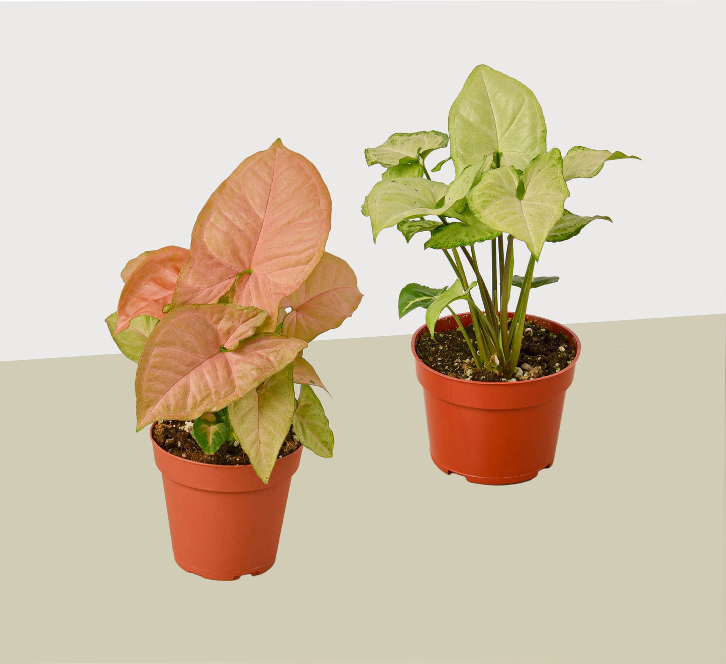 Syngonium Variety 2 Pack (Arrowhead Plant) / 4" Pot / Live Plant