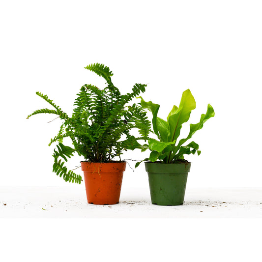 Fern Variety 2 Pack - Live Plants - FREE Care Guide - 4" Pot - House Plant