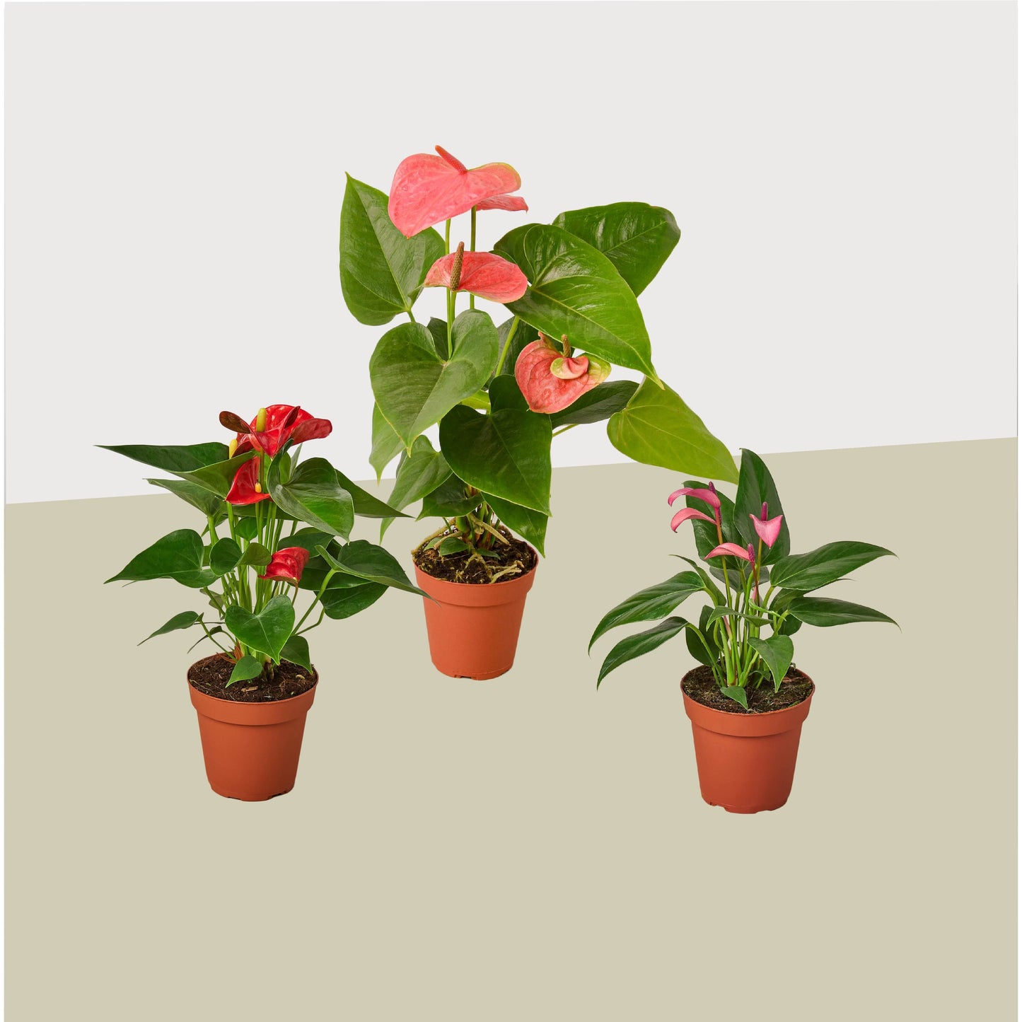 Anthurium Variety 3 Pack- All Different Colors - 4" Pots