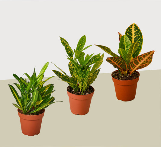 Croton Variety 3 Pack / 4" Pot
