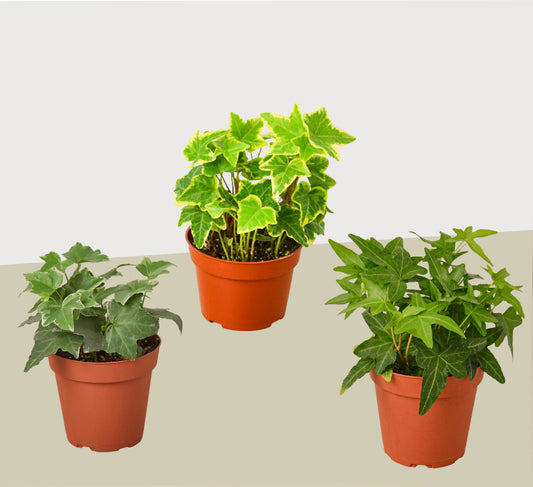 English Ivy Plants Variety 3 Pack - 4" Pot - Live House Plant