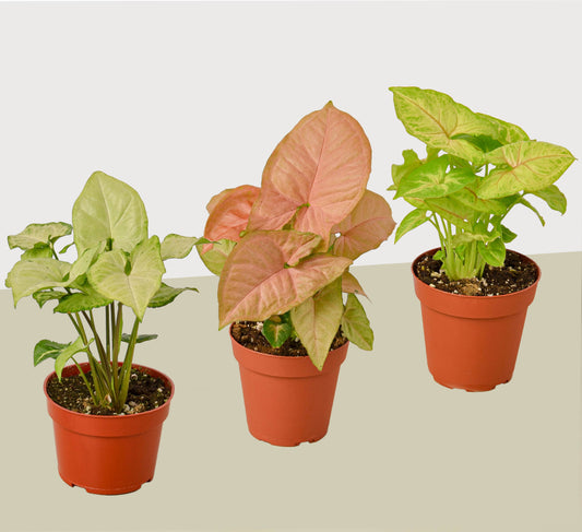Syngonium Plants Variety 3 Pack - Arrowhead Plants in 4" Pots