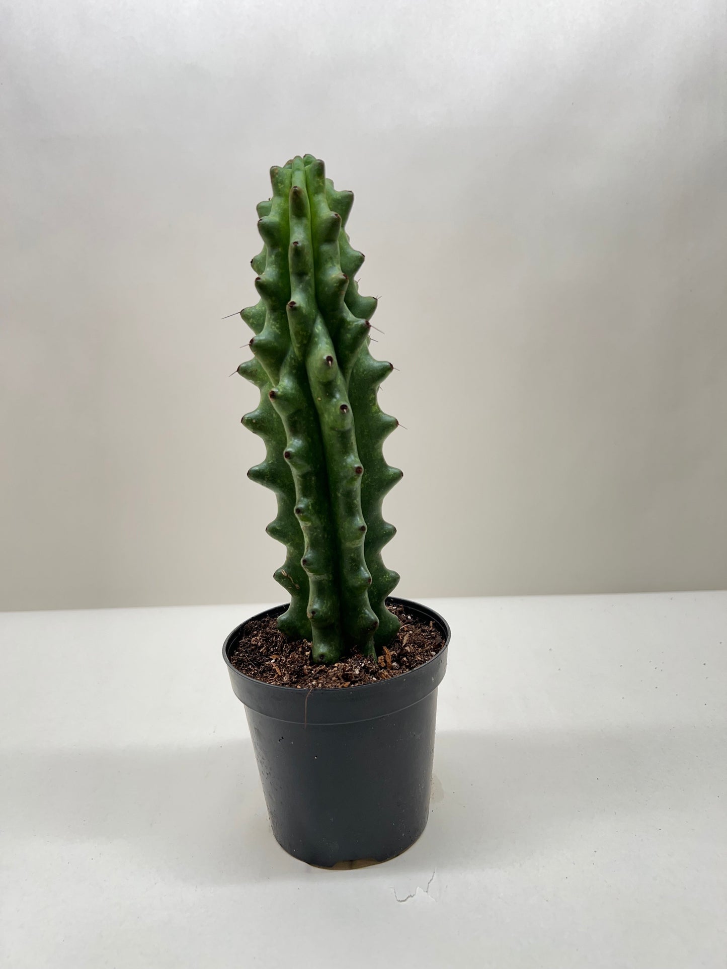 Cactus Succulent - Ghost White Boobie
