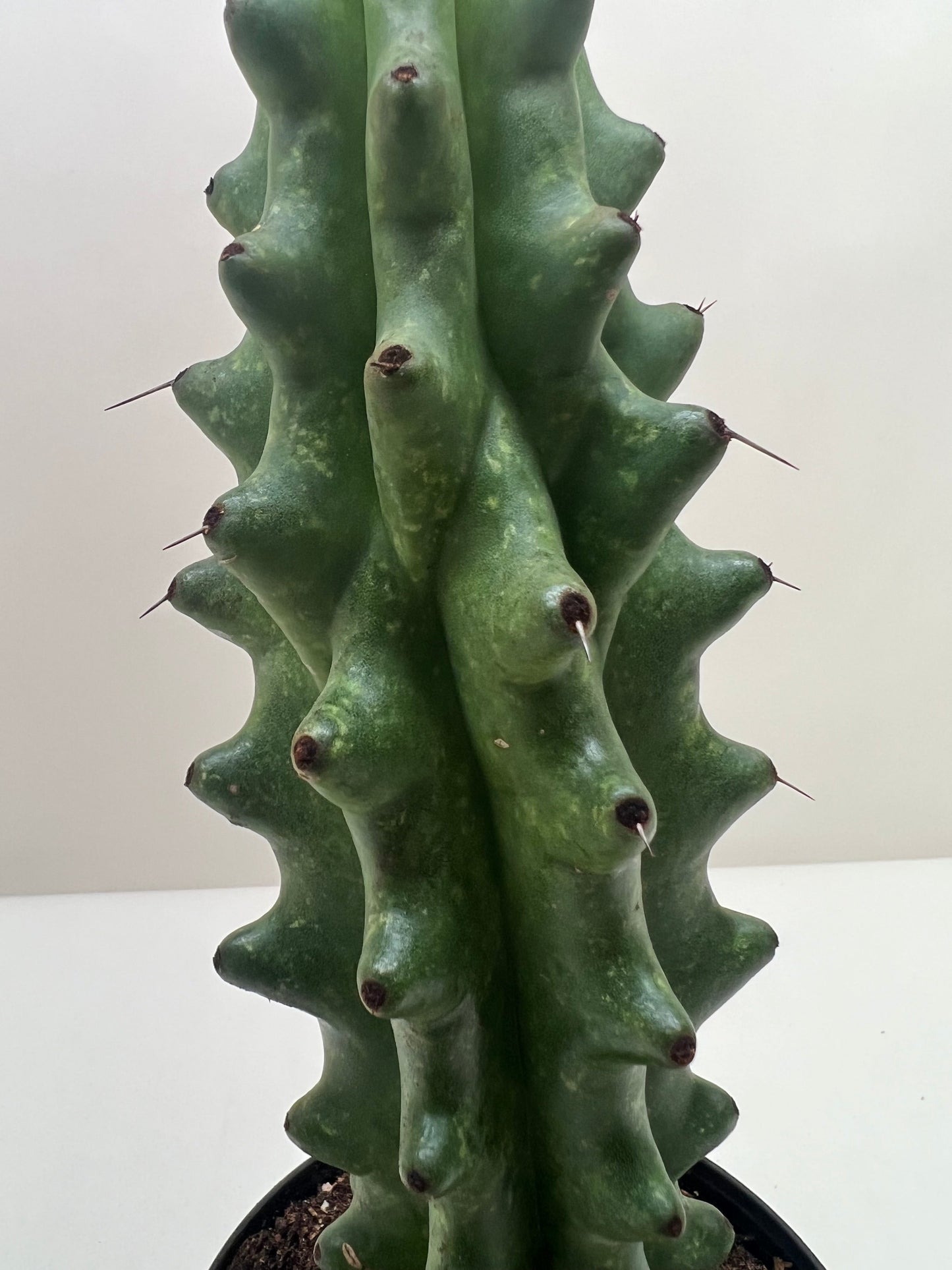 Cactus Succulent - Ghost White Boobie