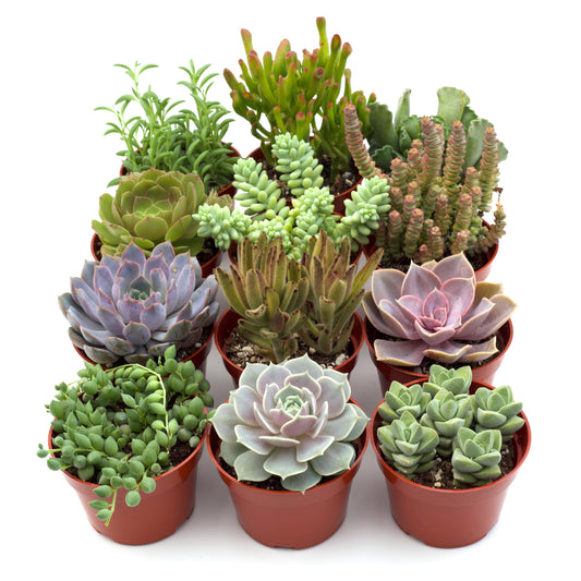 Succulent Assorted Variety Packs
