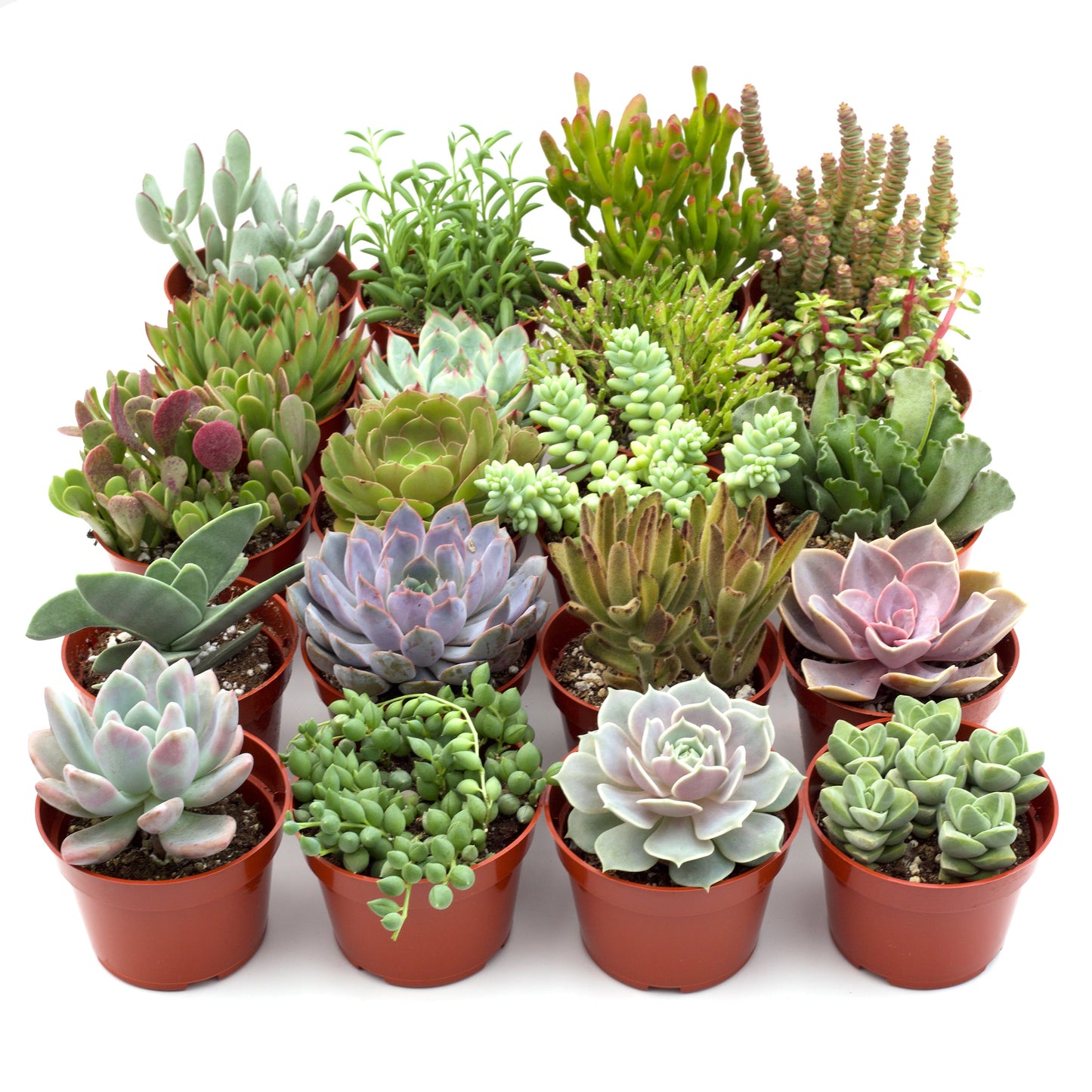 Succulent Assorted Variety Packs