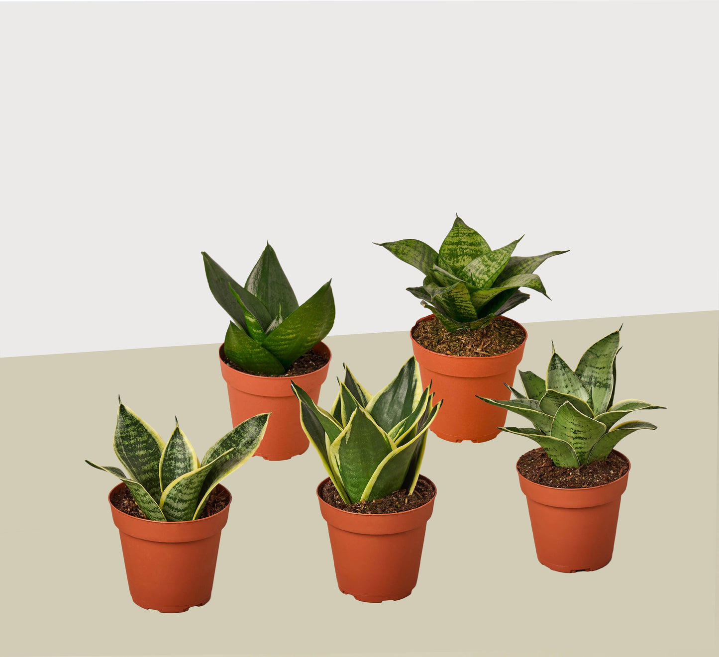 Snake Plants Variety 5 Pack in 4" Pots - Sansevieria