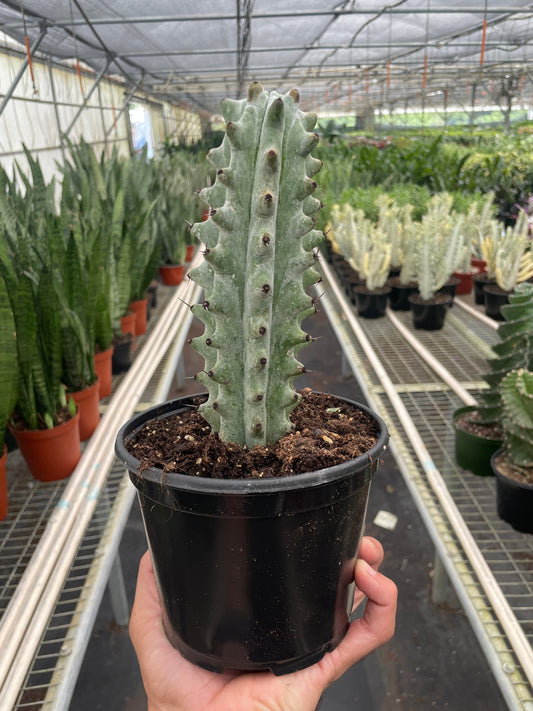 Cactus Succulent - Ghost White Boobie