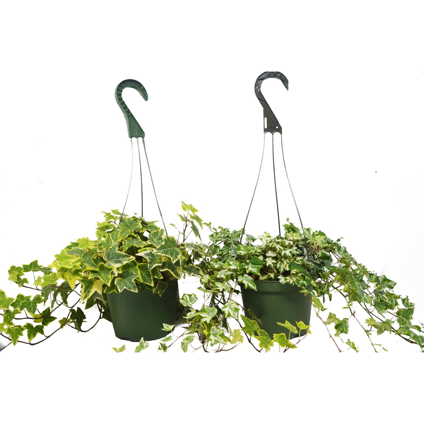 English Ivy Variety 2 Pack - FREE Care Guide - 6" Hanging Pot