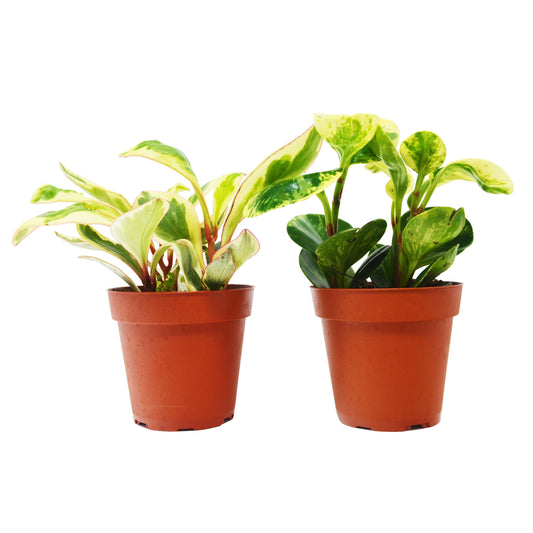 Peperomia Plants Variety 2 Pack in 4" Pots - Baby Rubber Plants