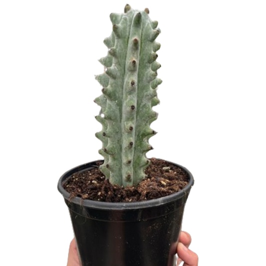 Cactus Succulent - Ghost White Boobie
