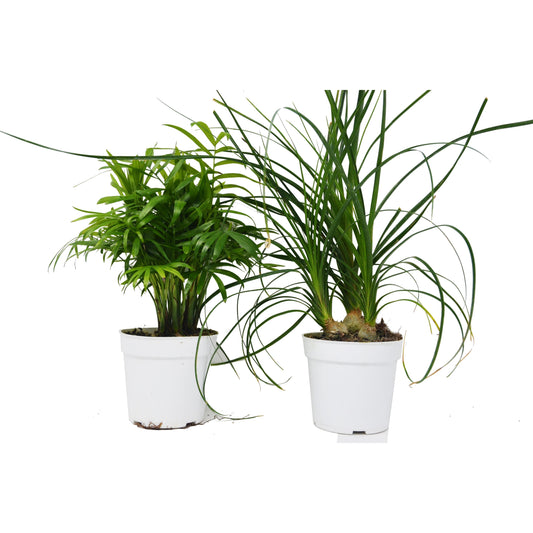 Palm Variety 2 Pack / 4" Pots
