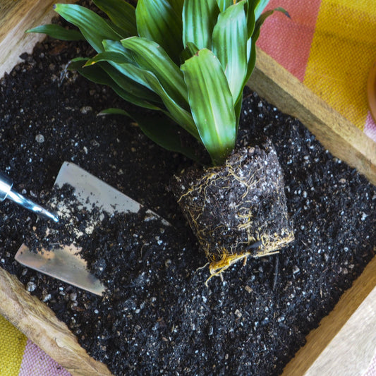 Potting Soil - Puck for Indoor Plant