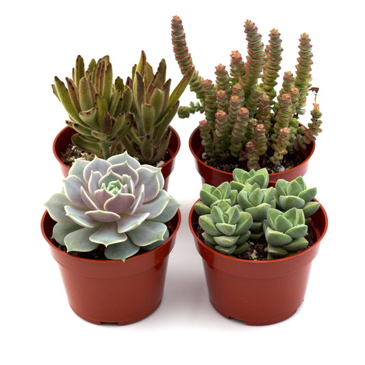 Succulent Assorted Variety Packs