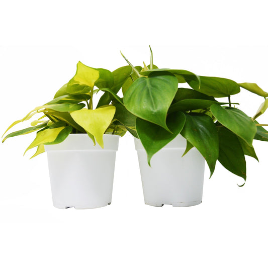 Philodendron Variety 2 Pack - 4" Pot