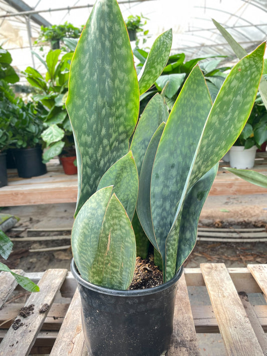 Snake Plant 'Mason Congo' - 10" Pot