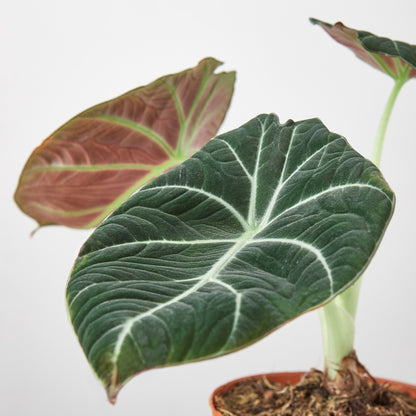 Alocasia Reginula 'Black Velvet'