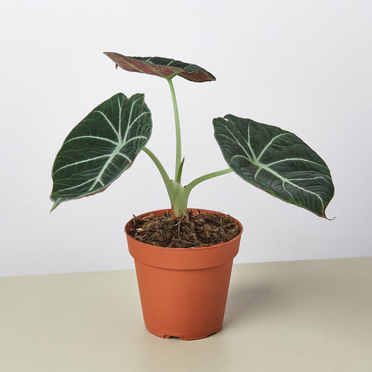 Alocasia Reginula 'Black Velvet'