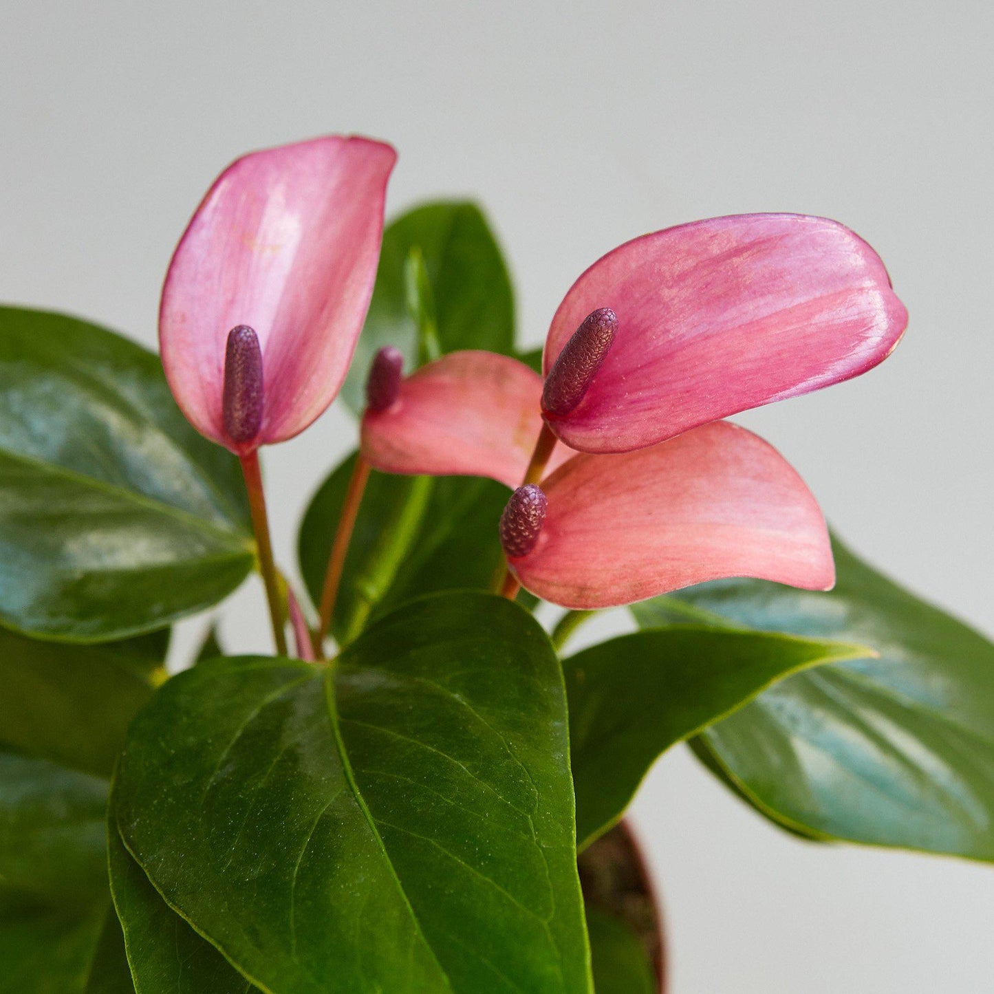 Anthurium 'Purple'