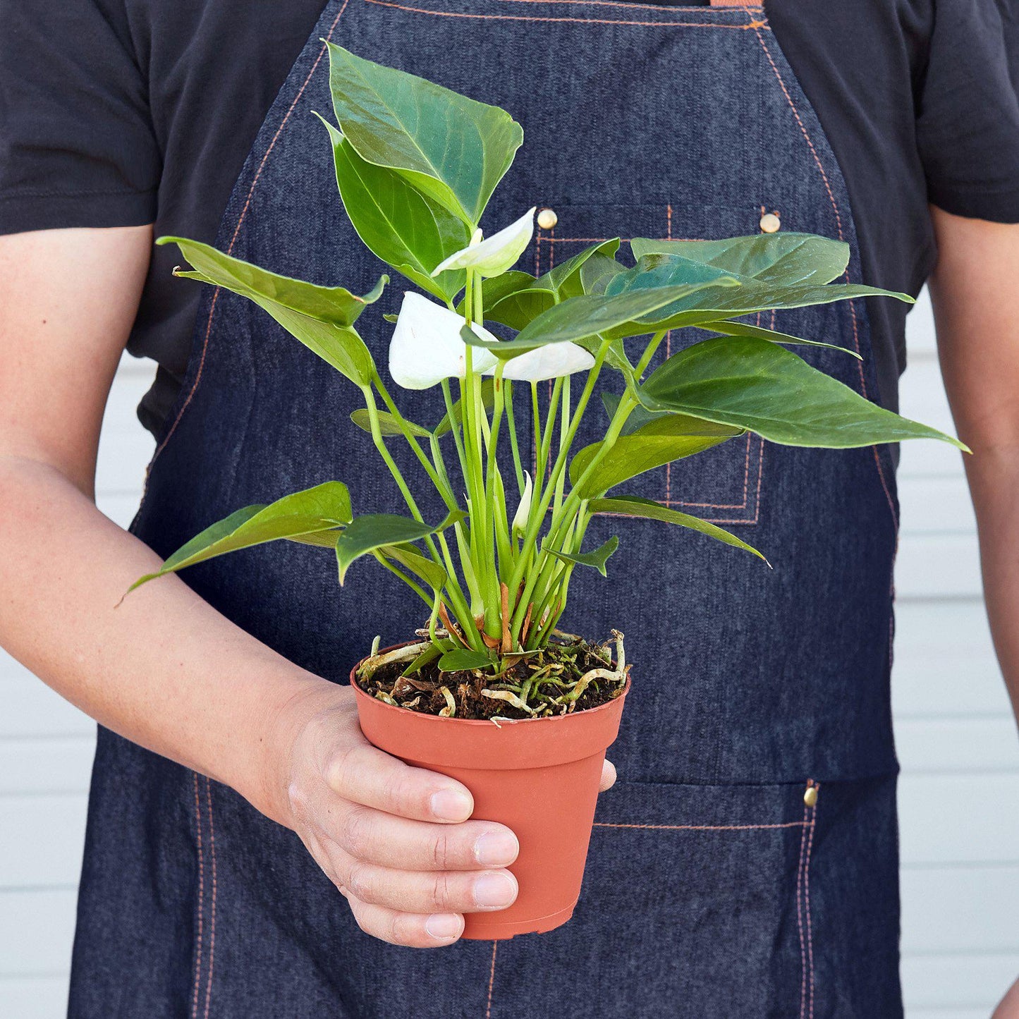 Anthurium 'White'