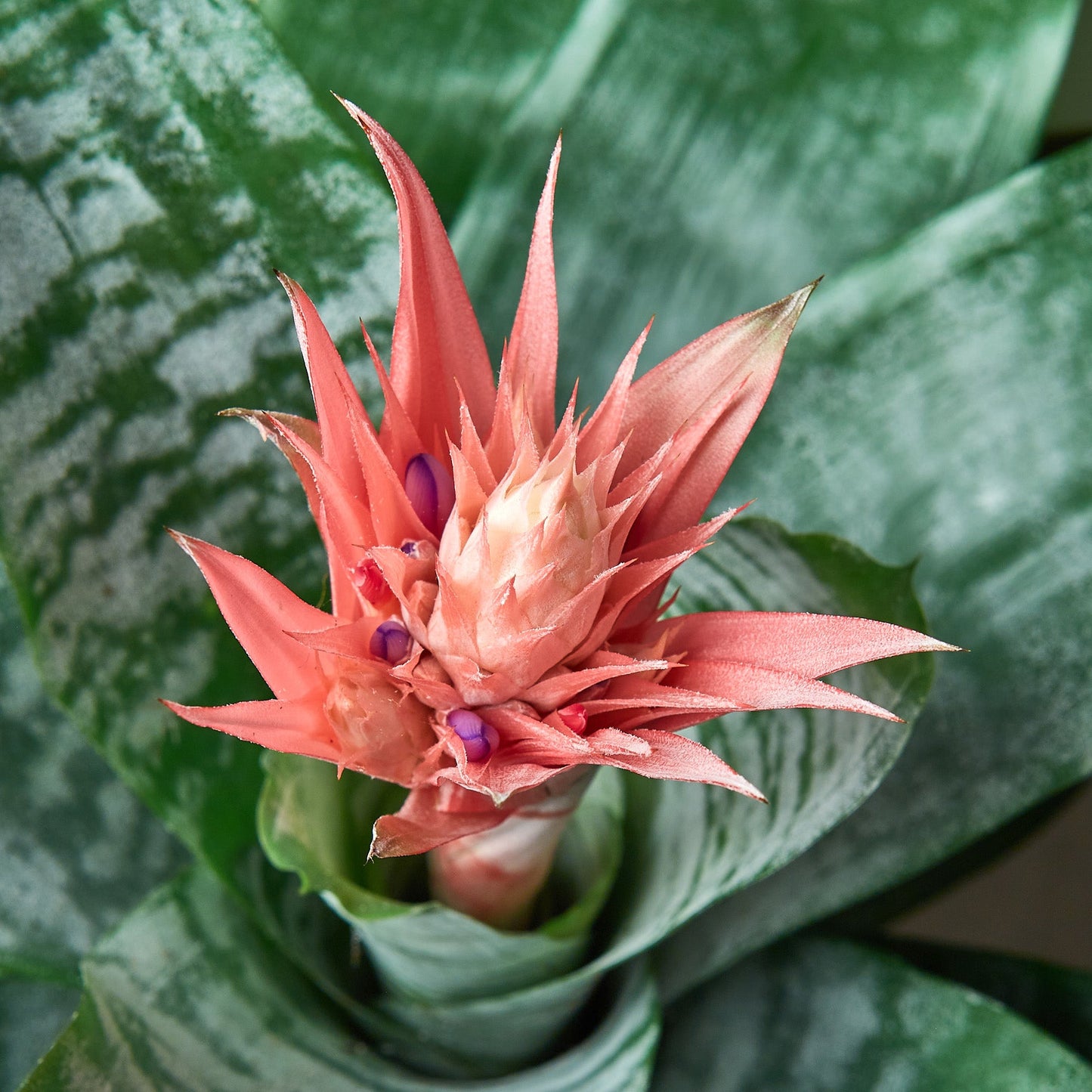 Bromeliad 'Silver Vase'