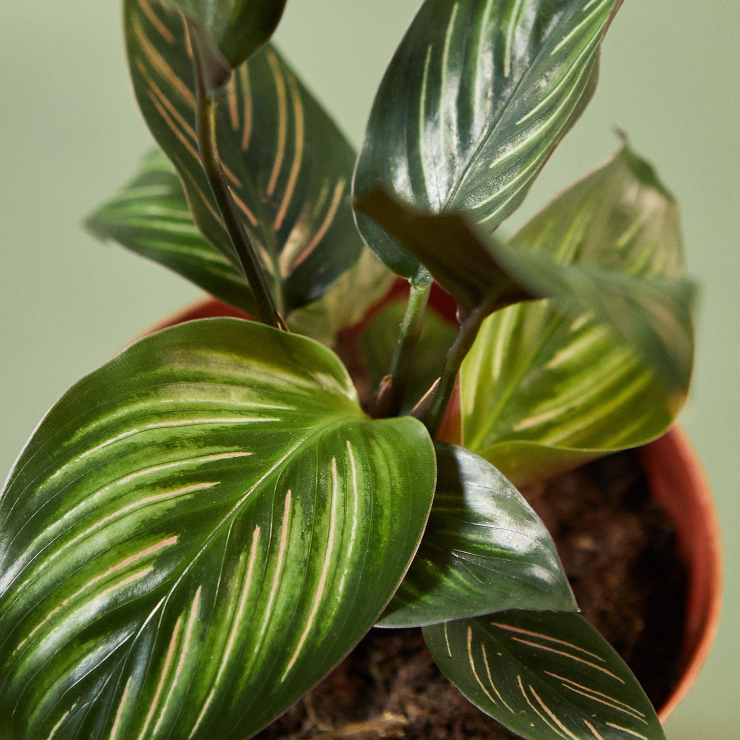 Calathea 'Beauty Star'