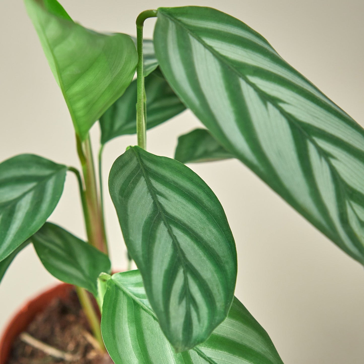 Calathea 'Grey Star'