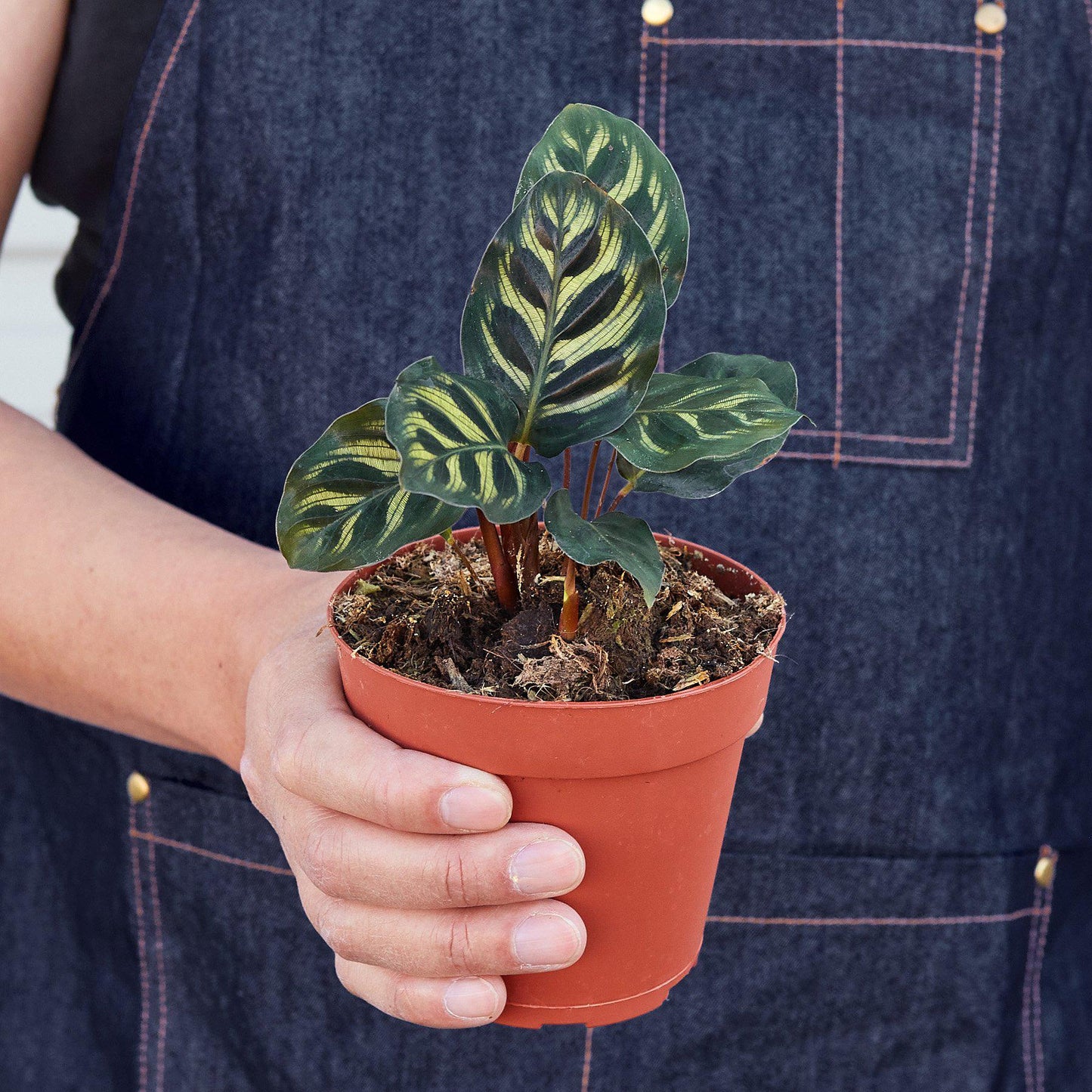 Calathea 'Makoyana'