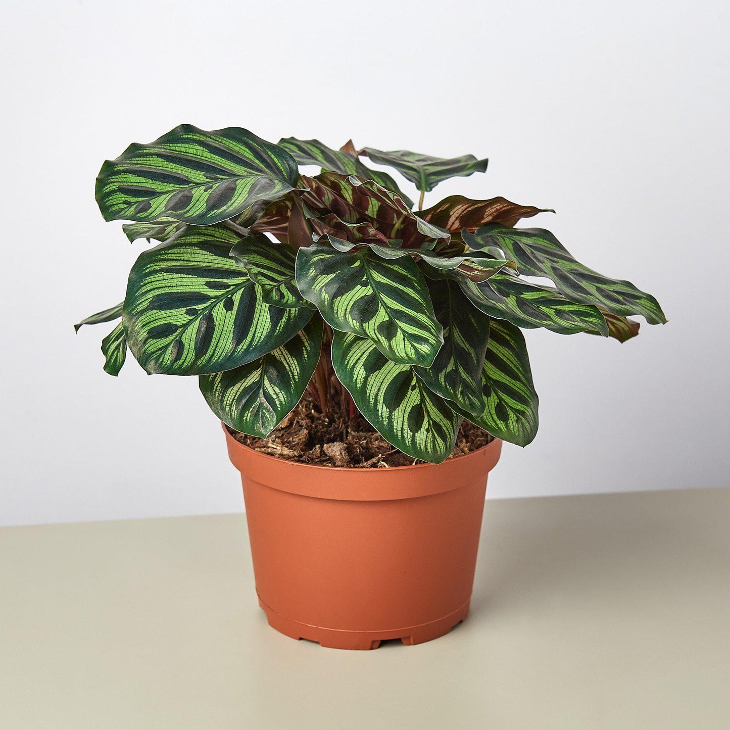 Calathea 'Makoyana'