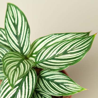 Calathea 'Vittata'