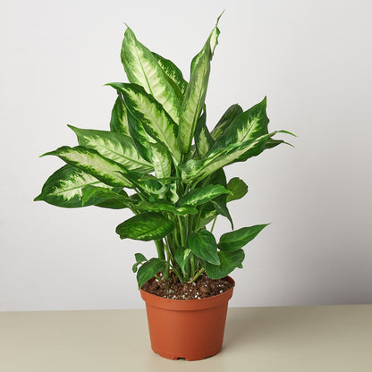 Dieffenbachia Camille