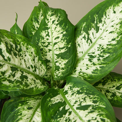 Dieffenbachia 'Tropic Snow'