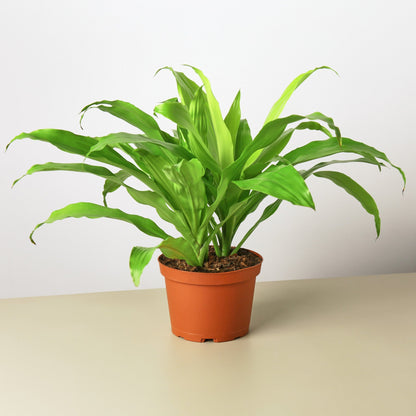 Dracaena 'Lime Light'