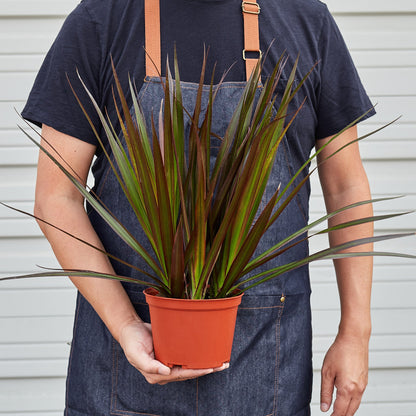 Dracaena 'Marginata Magenta'