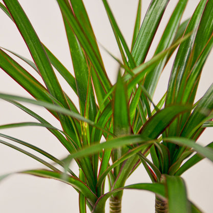 Dracaena 'Marginata Cane'