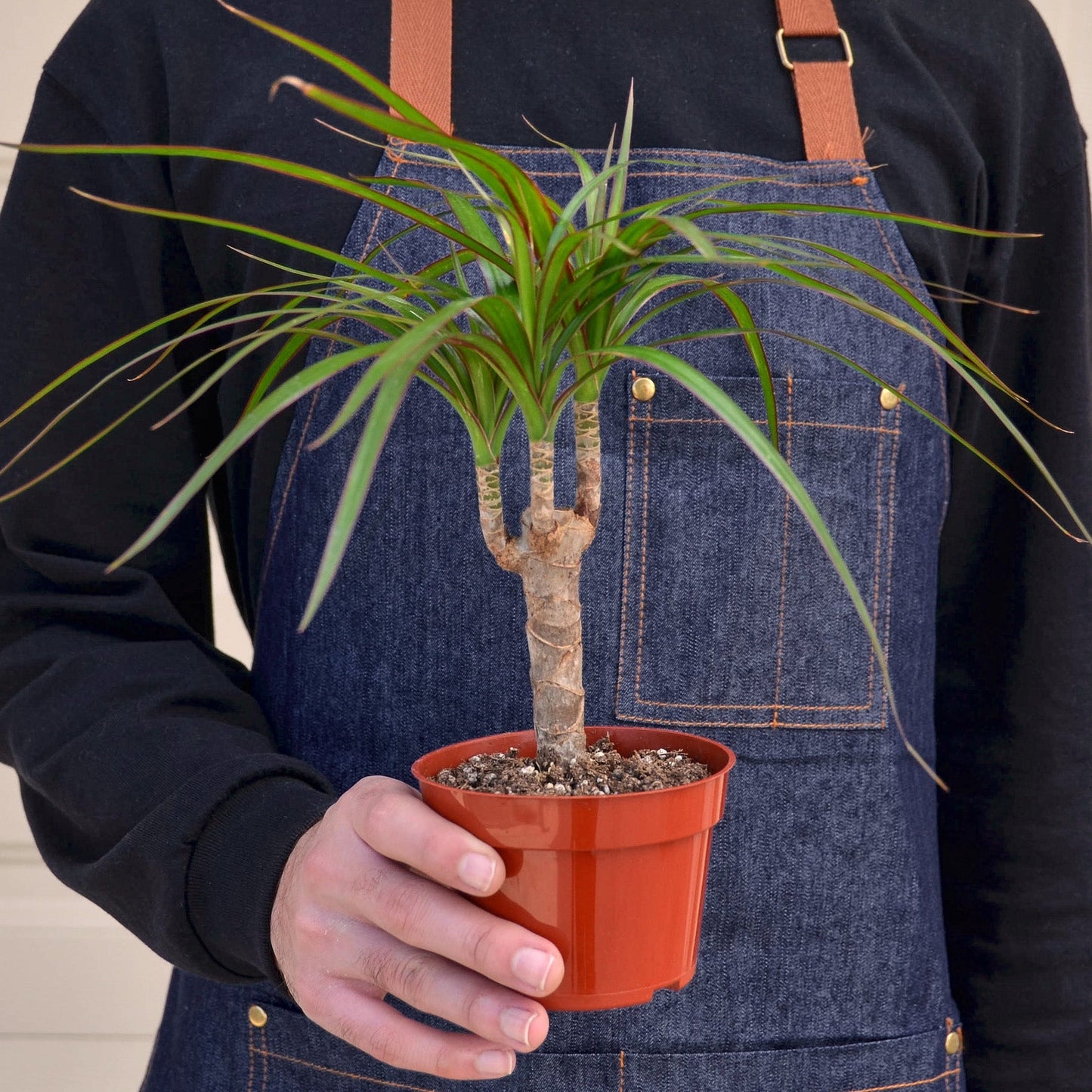 Dracaena 'Marginata Cane'