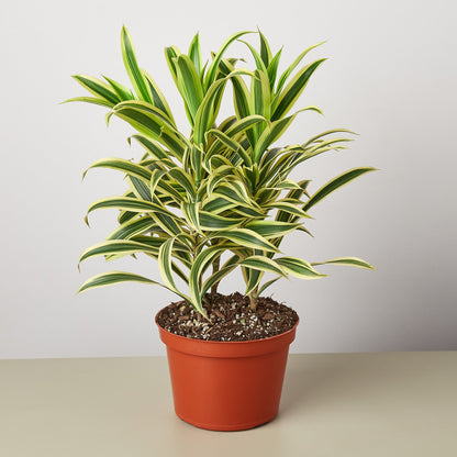 Dracaena Song of India