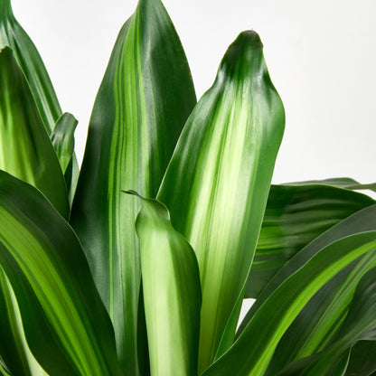 Dracaena 'Massangeana'